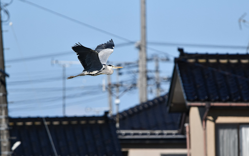 Birds fly screenshot 1