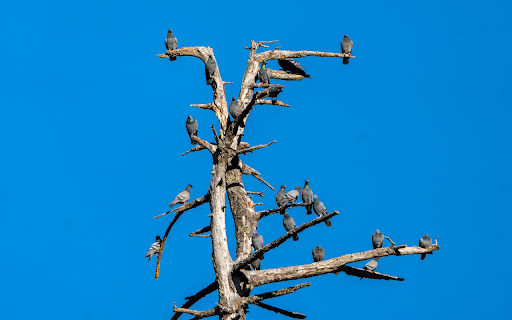Birds on dry trees screenshot 1