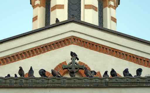 Birds on the Roof screenshot 1