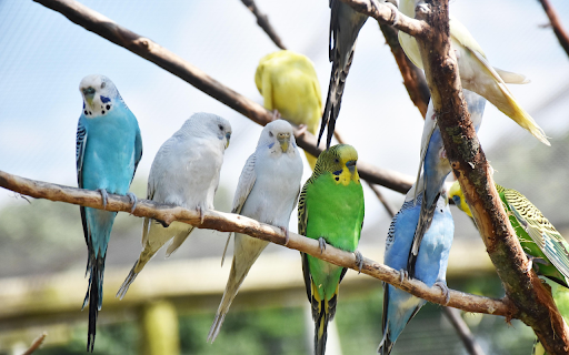 Birds perch screenshot 1