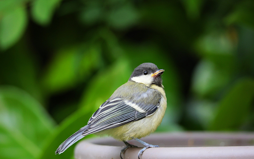 Birds perch on jars screenshot 1