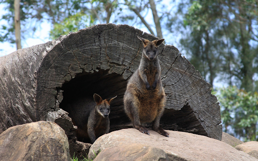 Black and gray kangaroo screenshot 1