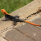 Black and orange lizard logo