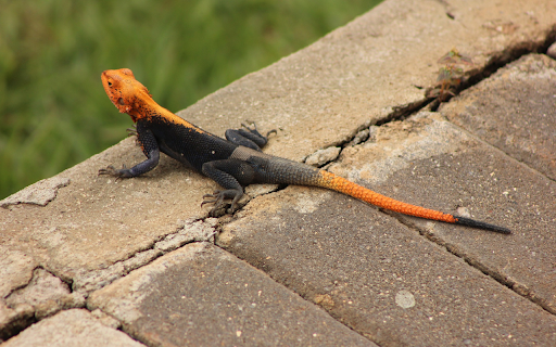 Black and orange lizard screenshot 1