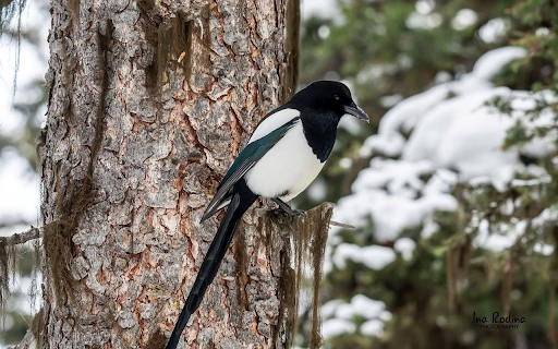 Black and White Bird screenshot 1