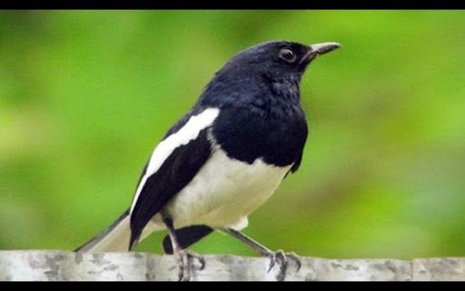 black and white magpie wallpaper screenshot 1