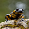 black and yellow frog logo