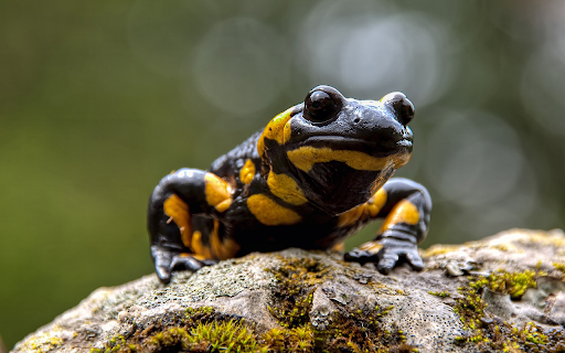 black and yellow frog screenshot 1