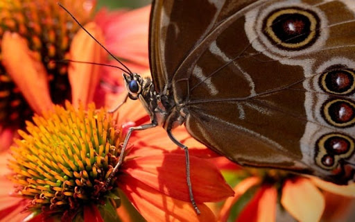 BLACK BUTTERFLY THEME screenshot 1