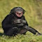 black chimpanzee wallpaper logo