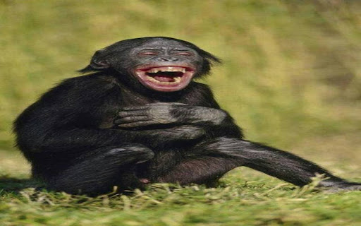 black chimpanzee wallpaper screenshot 1