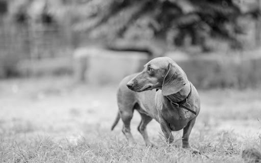 BLACK DOG Theme screenshot 1