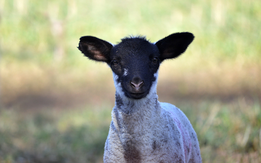 Black Faced Lamb screenshot 1