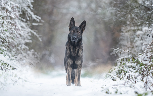 black hound screenshot 1