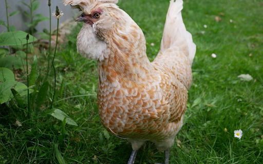 Black-legged dream chicken screenshot 1