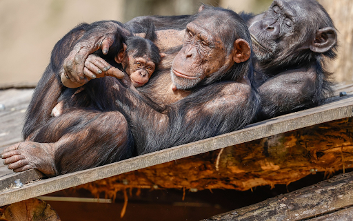 Black Monkey Family screenshot 1