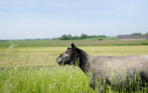 Black sheep in the field screenshot 1