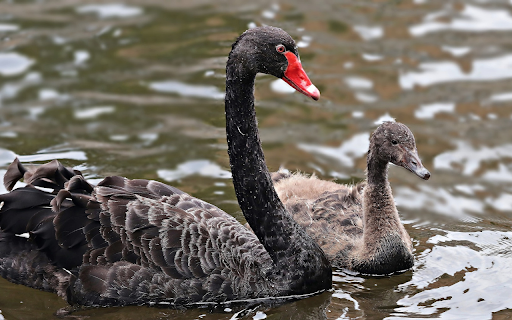 Black swan family screenshot 1