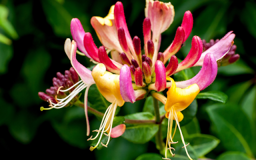 Blooming Honeysuckle Flowers screenshot 1