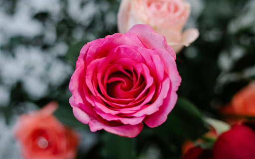 Blooming rose flowers in garden screenshot 1