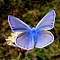 Blue Butterfly on Branch Theme logo