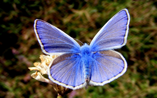 Blue Butterfly on Branch Theme screenshot 1