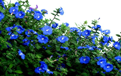 Blue Daze flowers wallpapers screenshot 1