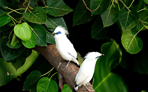blue-eyed birds screenshot 1