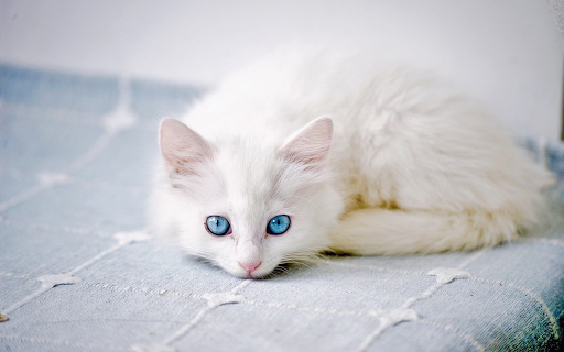 Blue-Eyed White Cat screenshot 1