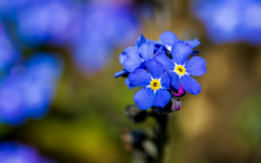 Blue flowers screenshot 1
