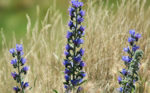 Blue flowers and white flowers screenshot 1