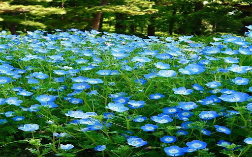 Blue forget me not wallpaper screenshot 1