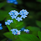 Blue forget-me-not wallpaper logo
