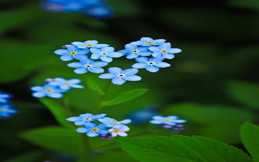 Blue forget-me-not wallpaper screenshot 1