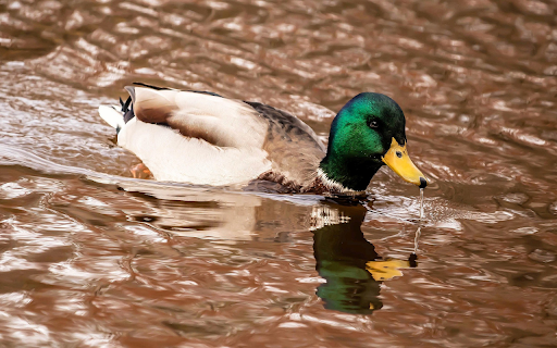 Blue-headed duck swimming in the river screenshot 1
