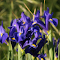 Blue iris flower logo