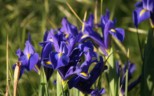 Blue iris flower screenshot 1