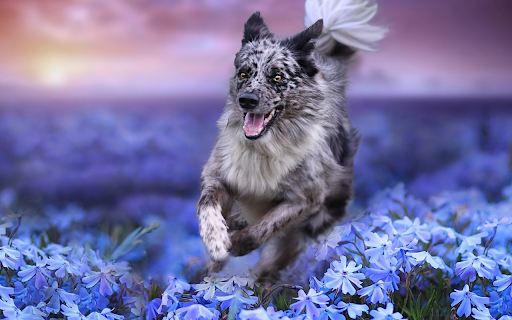 Blue Merle Joy screenshot 1
