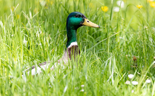 Blue-necked duck screenshot 1