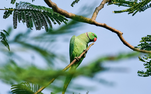 Blue parrot and neckline screenshot 1