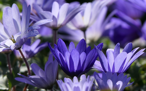 Blue Petals screenshot 1