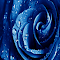 Blue Rose HD Wallpaper Theme logo