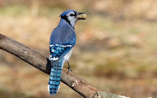 Blue-tailed bird screenshot 1