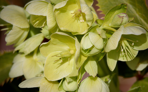 blue yellow flower branch screenshot 1