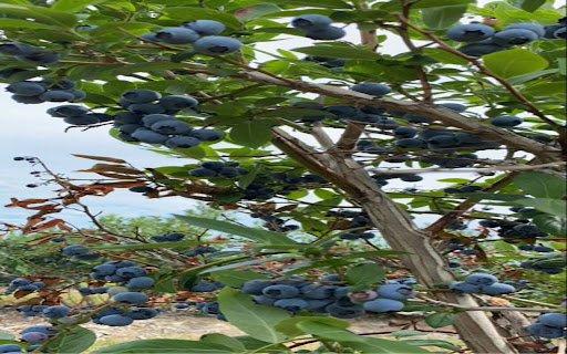 blueberry wallpaper screenshot 1