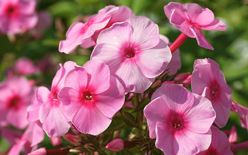 Blush Pink Blossoms screenshot 1