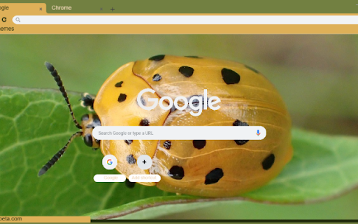 Bo canh cam screenshot 1