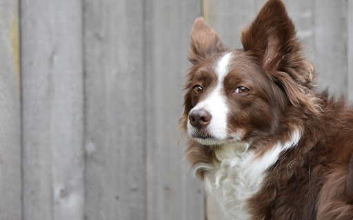Border Collie by the Fence screenshot 1