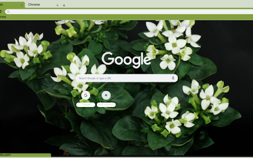 Bouvardia screenshot 1