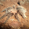 Brachypelma albopilosum - Spiderling logo